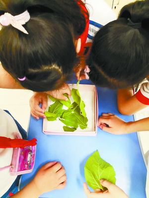 学生养蚕忙 桑叶何处寻？记者绘制厦门“桑树地图”