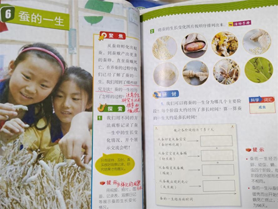 小学生养蚕一叶难求！昆明家长开启一年一度“全城寻桑”模式