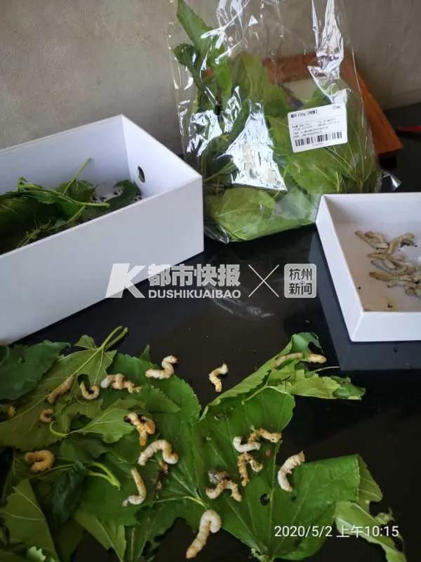 杭州三四万小学生养蚕，有男孩精心照顾两个月的“宝宝们”，吃了网购的叶子全死了